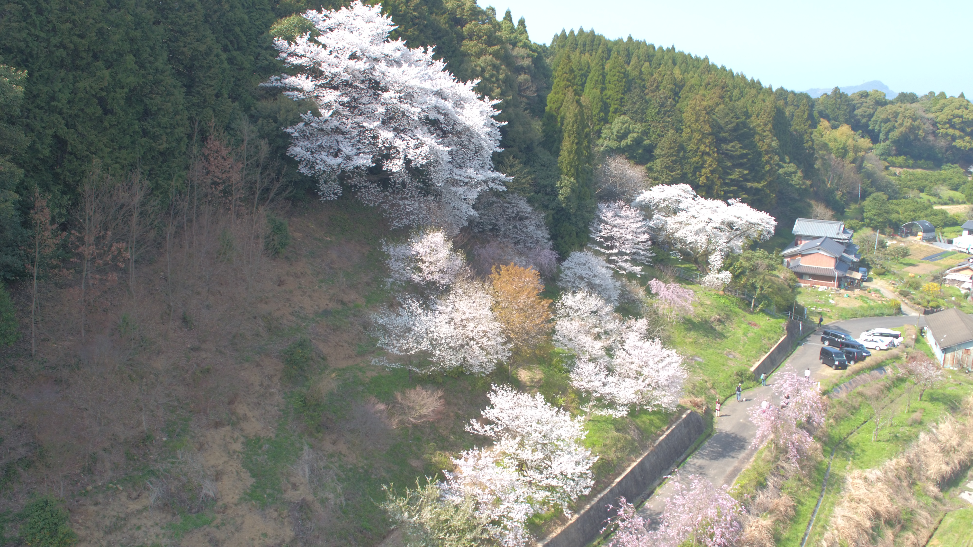 伊万里桜撮影 年間6 000件以上の制作実績を持つ印刷会社三光